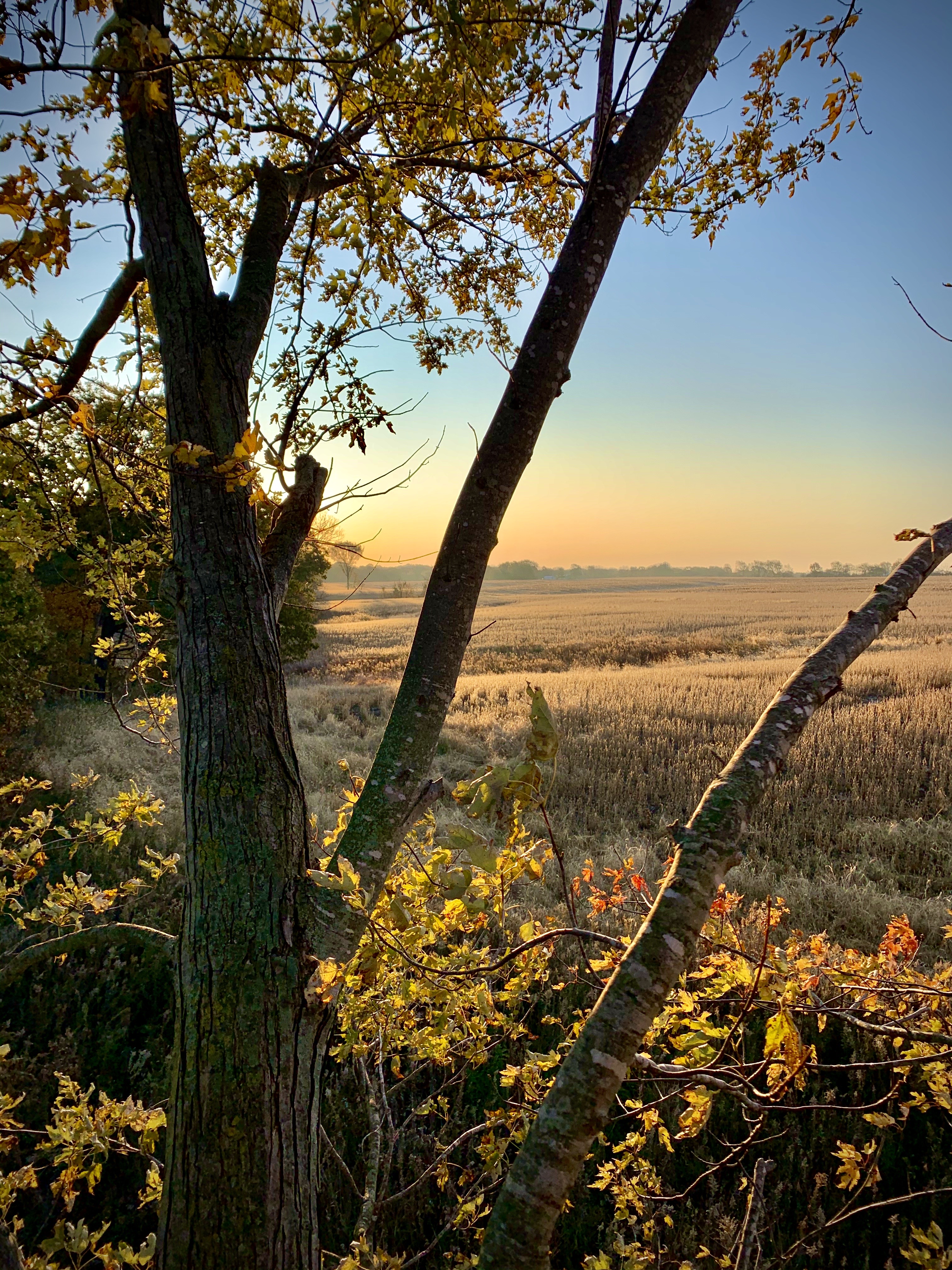 Food Plots